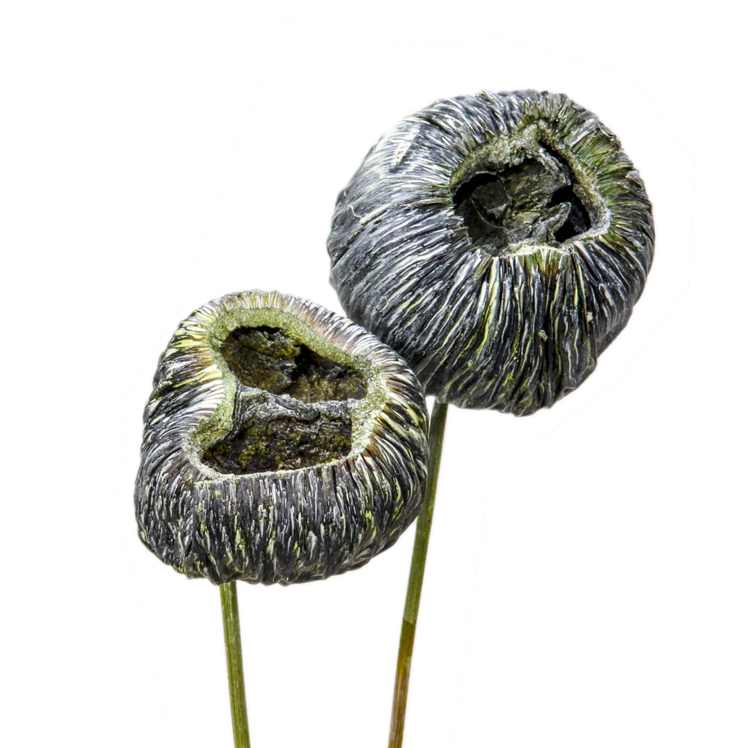 Talami am Stiel in Frosted Green