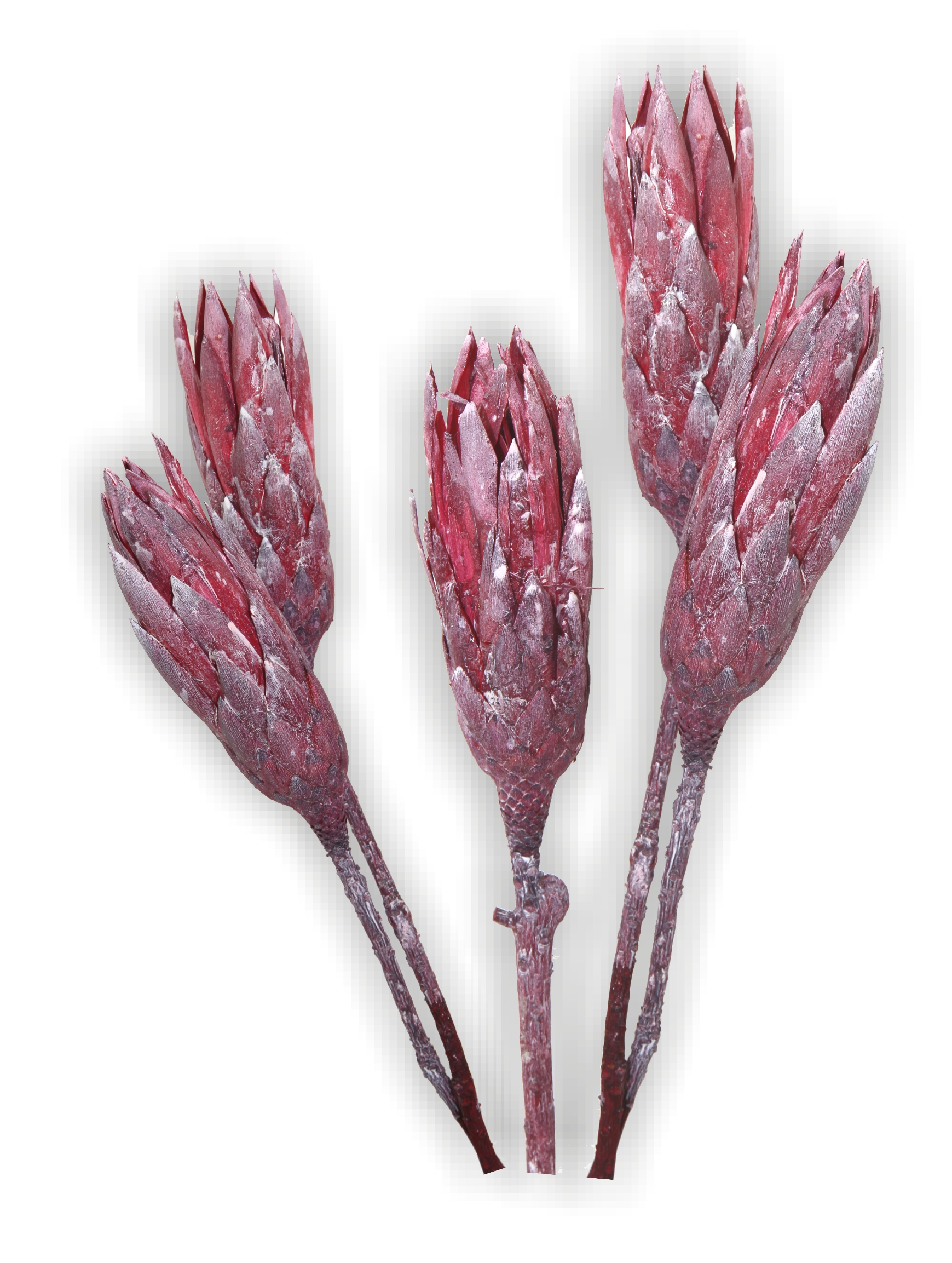 Protea Repens Groß - Frosted Pink Erika