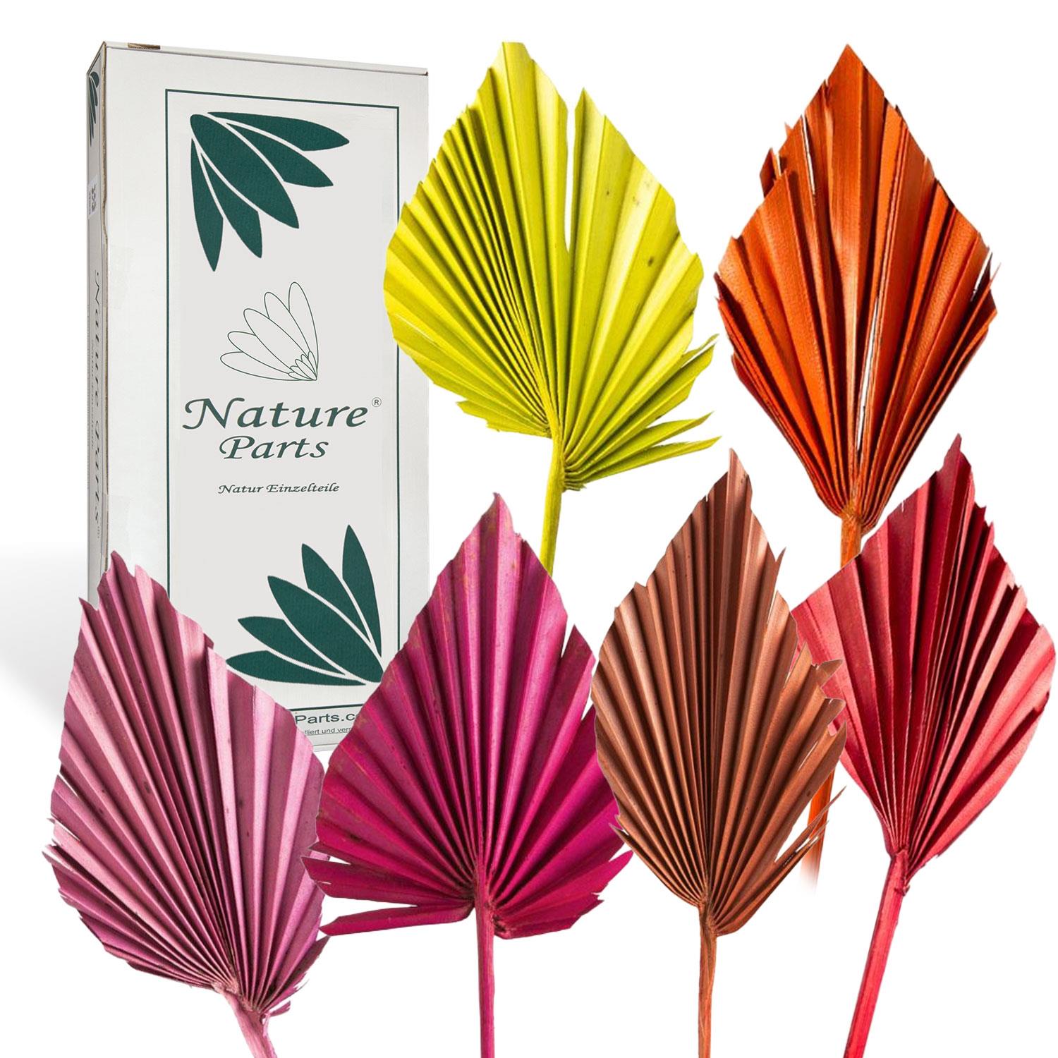 Palm Spear - Medium - Gefärbt (50 Stück)