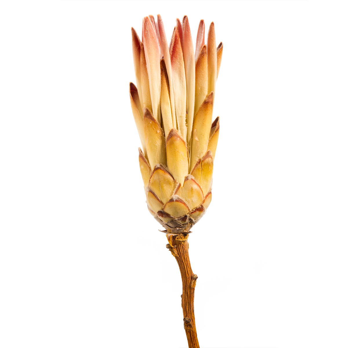 Compacta Flower