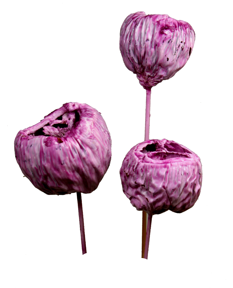 Talami - gewachst - Brombeer
