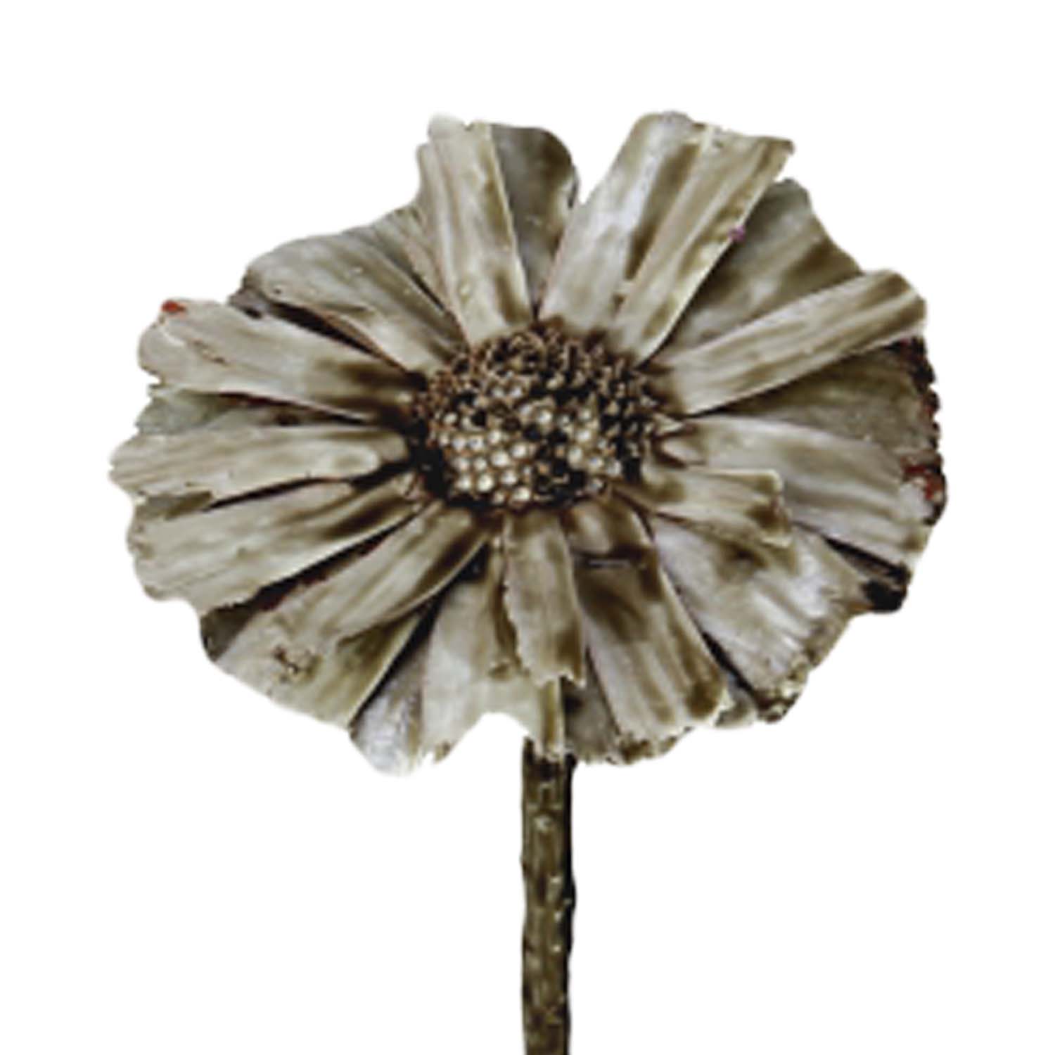 Protea - gewachst - Mocca Grey     