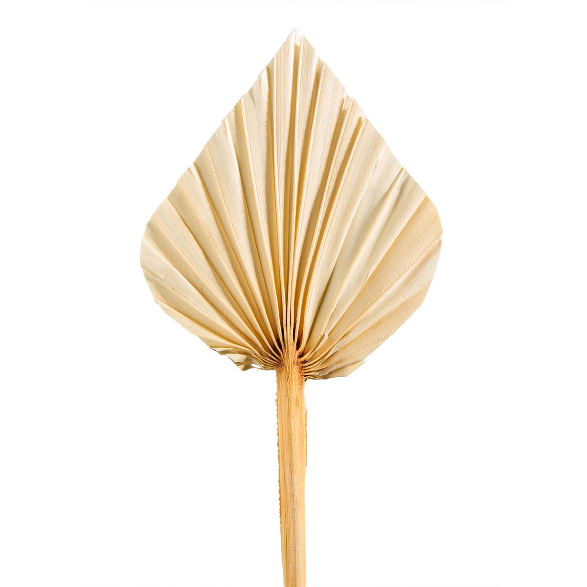 Palm Spear - Mini - Gebleicht