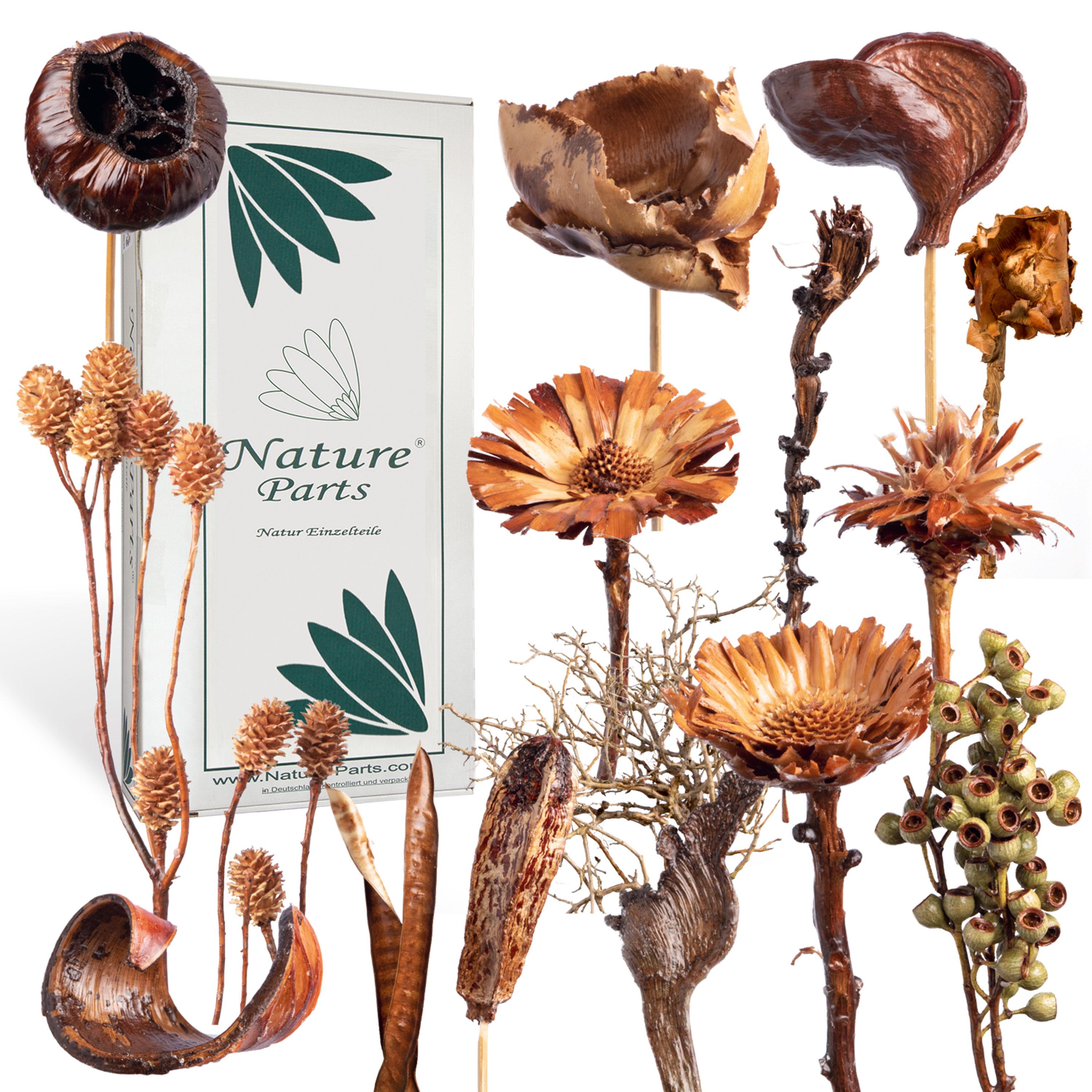 Exoten gewachst - Natur (60-teilig)