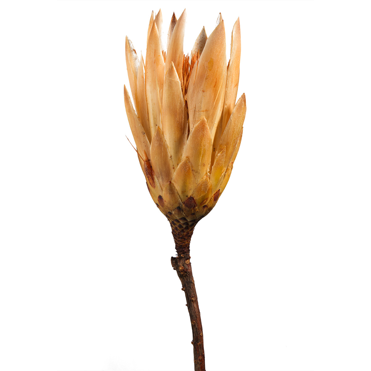 Protea Repens Groß - Gold 2. Wahl