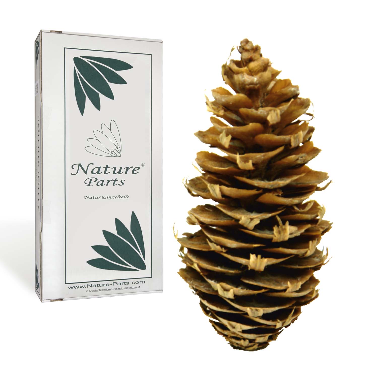 Douglas Zapfen - Natur (1kg)