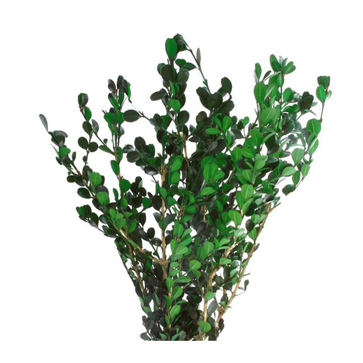Buxus - green