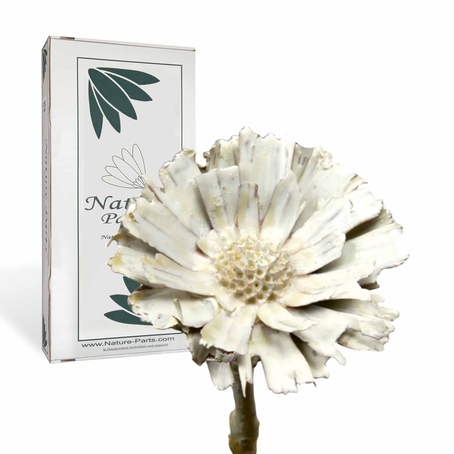 Protea - gewachst - Creme Weiß (40 Stück)