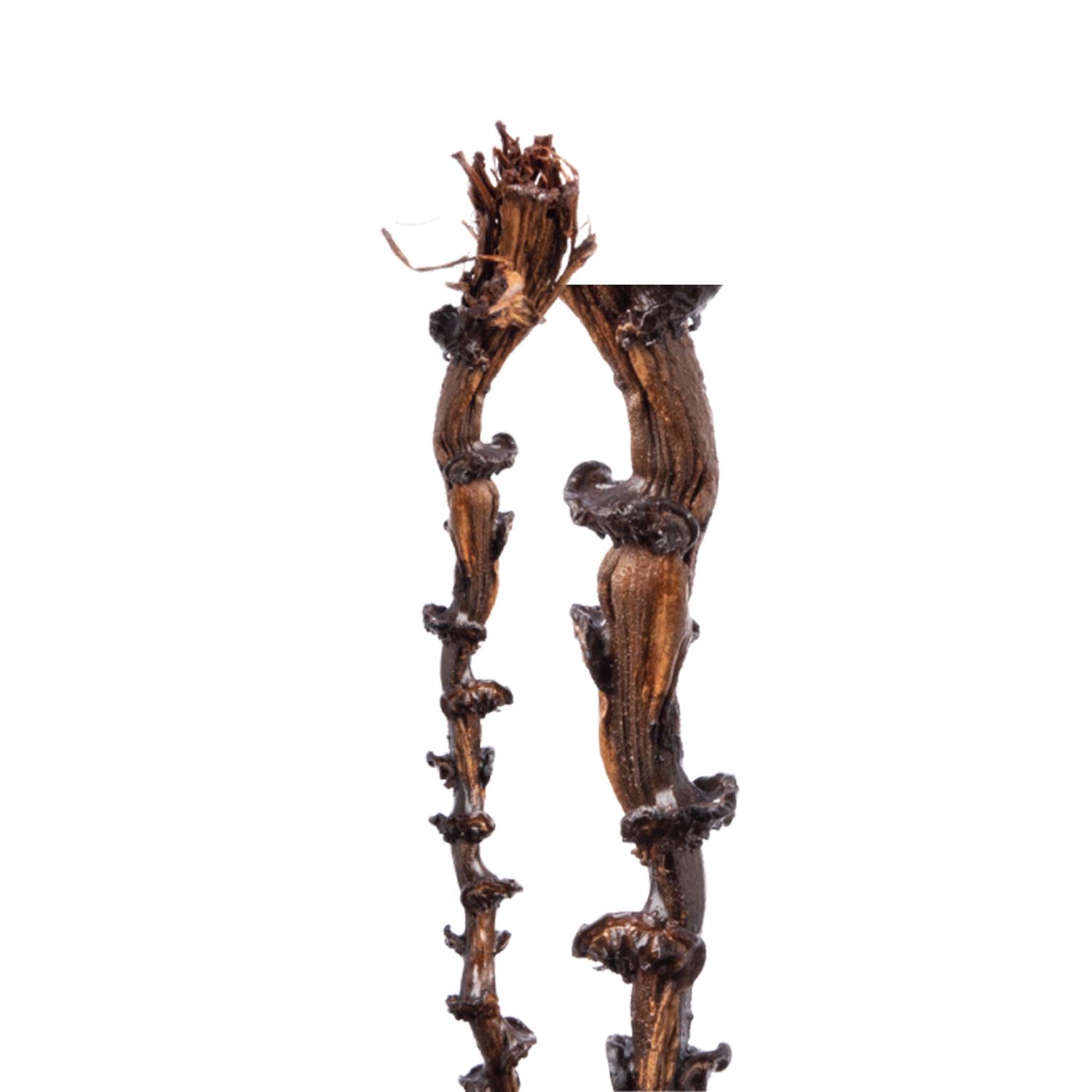 Banana Stem - gewachst - Natur