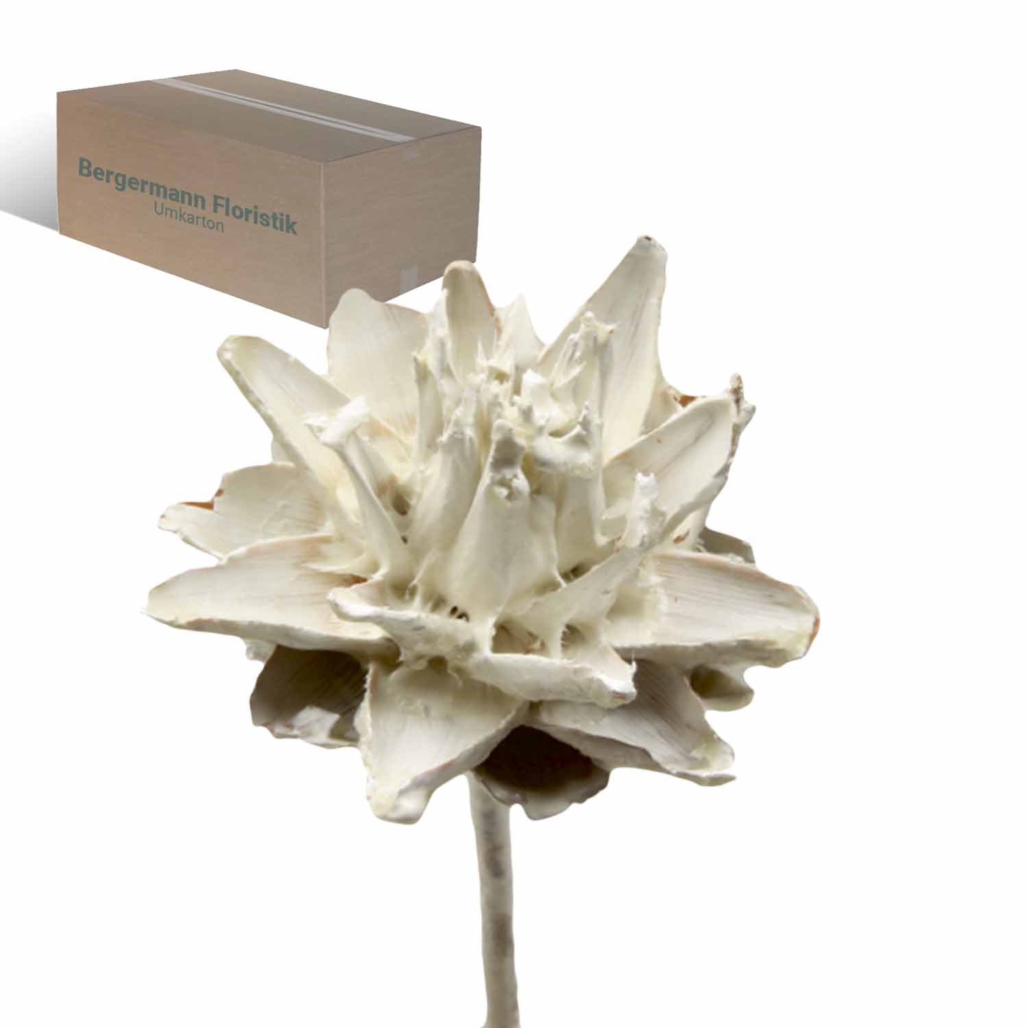 Leukospernum - gewachst - Creme Weiß