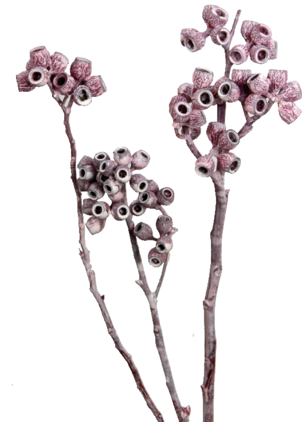 Eukalyptus Zweig mit Stiel in Frosted Pink Erika