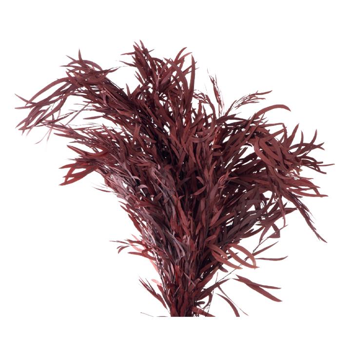Nicoly Eukalyptus - red