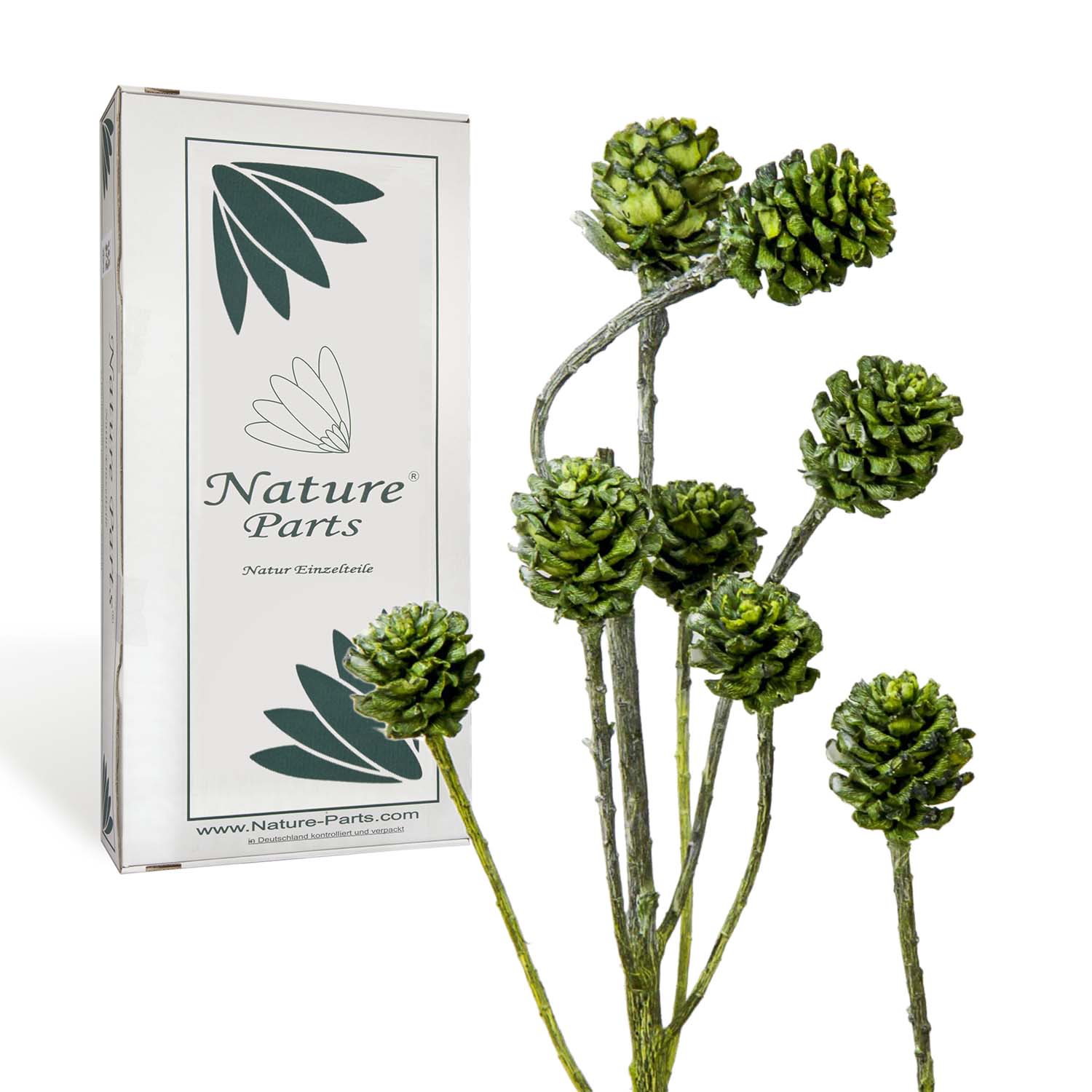 Salignum Zweig - Frosted Green (30 Stück)