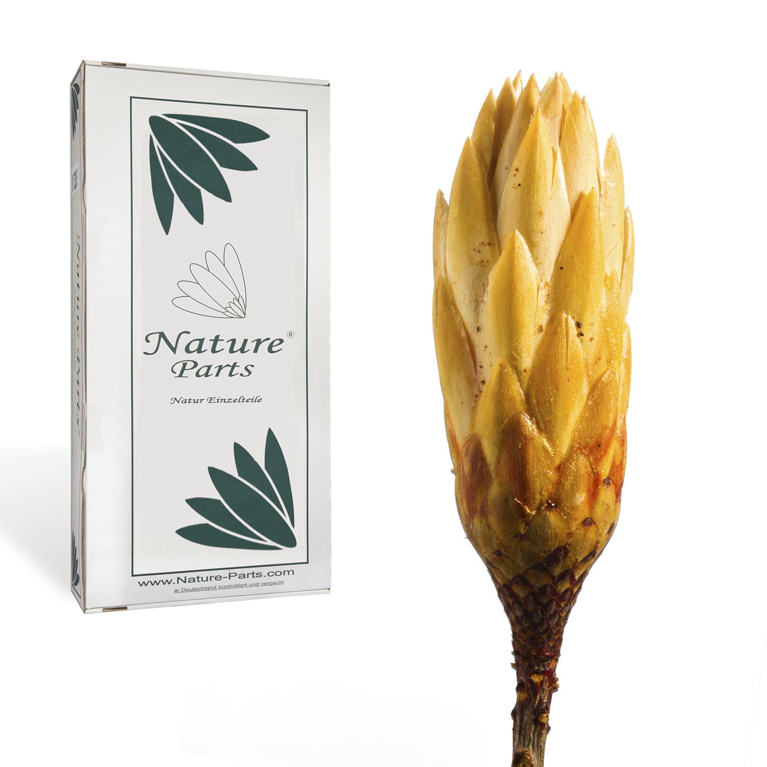 Protea Repens Klein Gold - 1. Wahl (50 Stück)