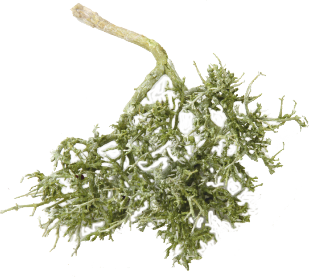 Dry Tree - Frosted Green