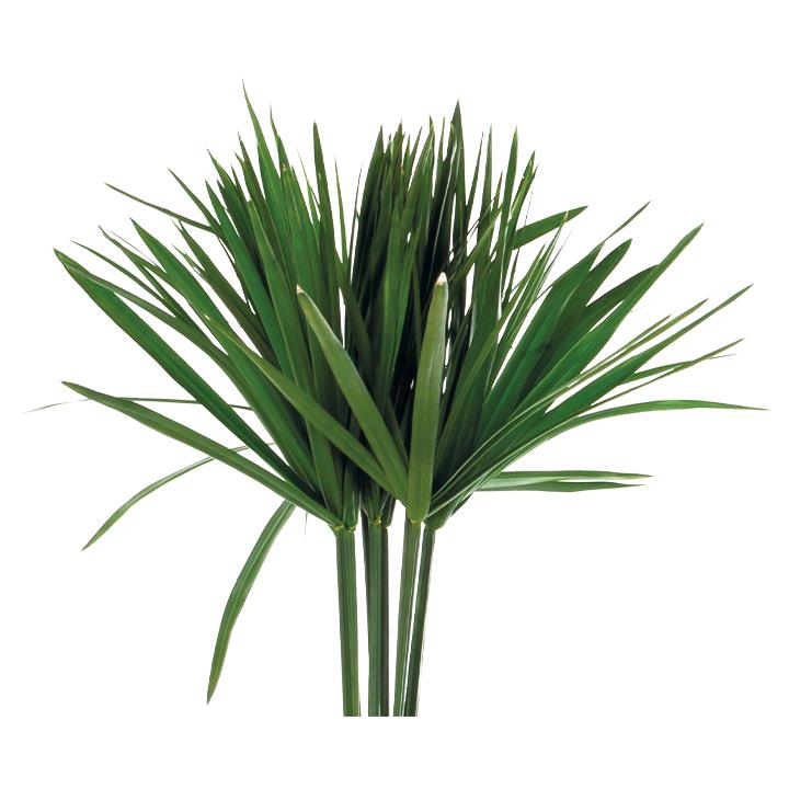 Papyrus Palmenblatt