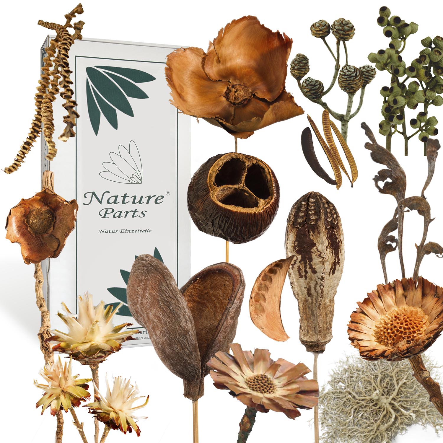 Exoten Sortiment Natur (56-teilig)