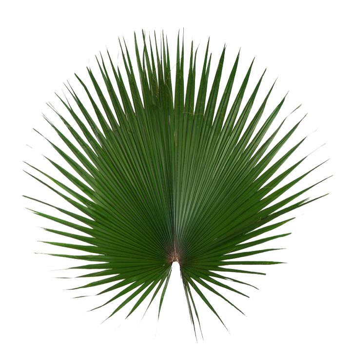 Washingtonia Palmblatt