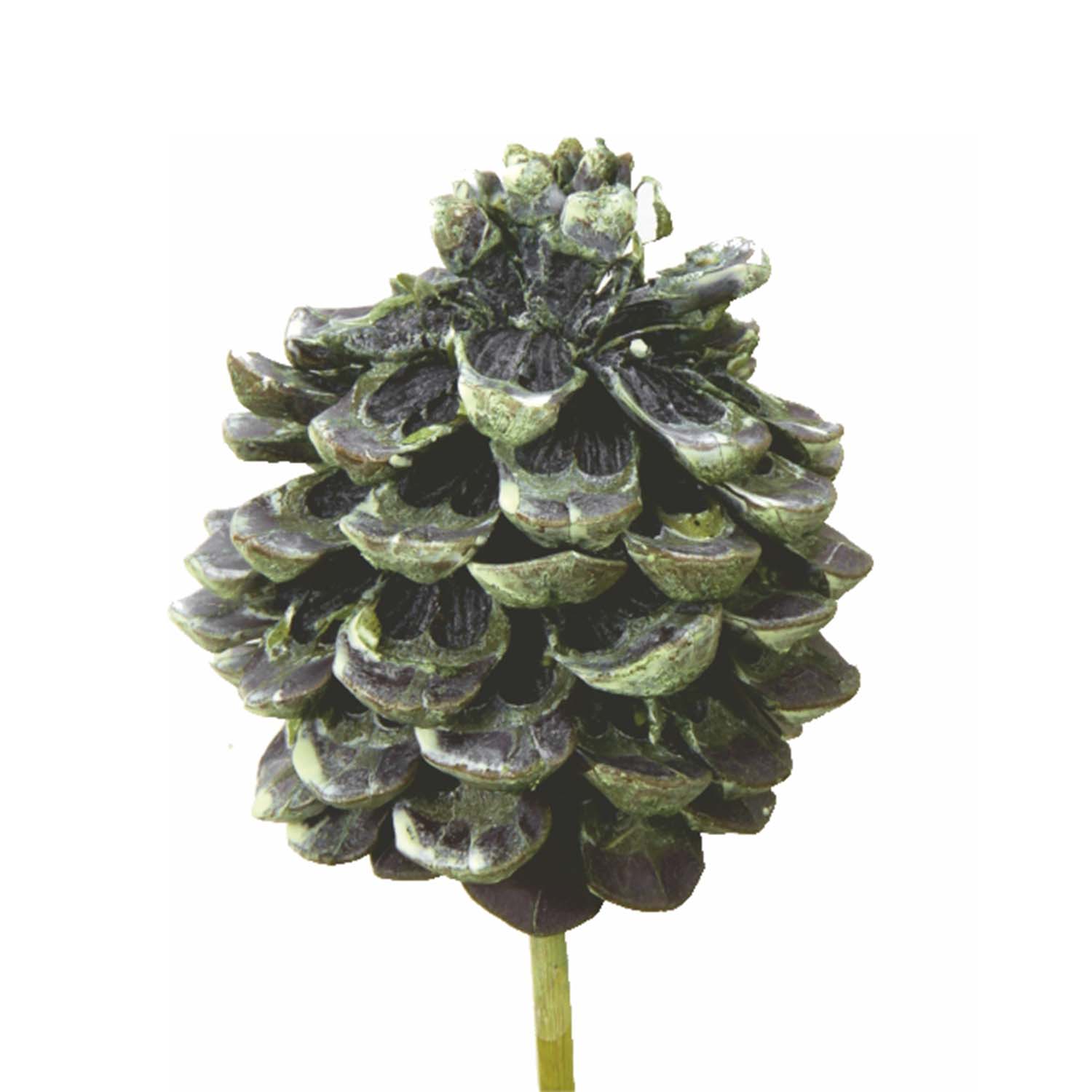 Pinea  am Stab - Frosted Green