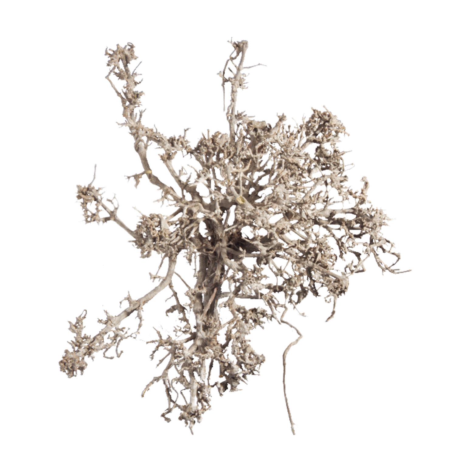 Dry Tree - Natur