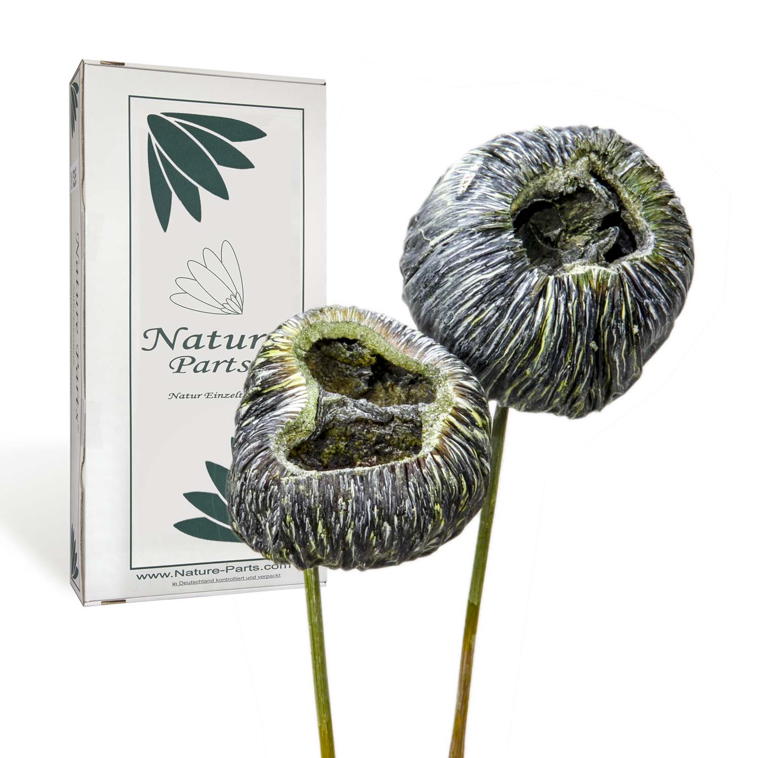 Talami am Stiel - Frosted Green (30 Stück)