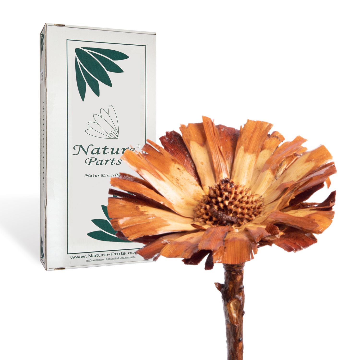 Protea - gewachst - Natur (40 Stück)
