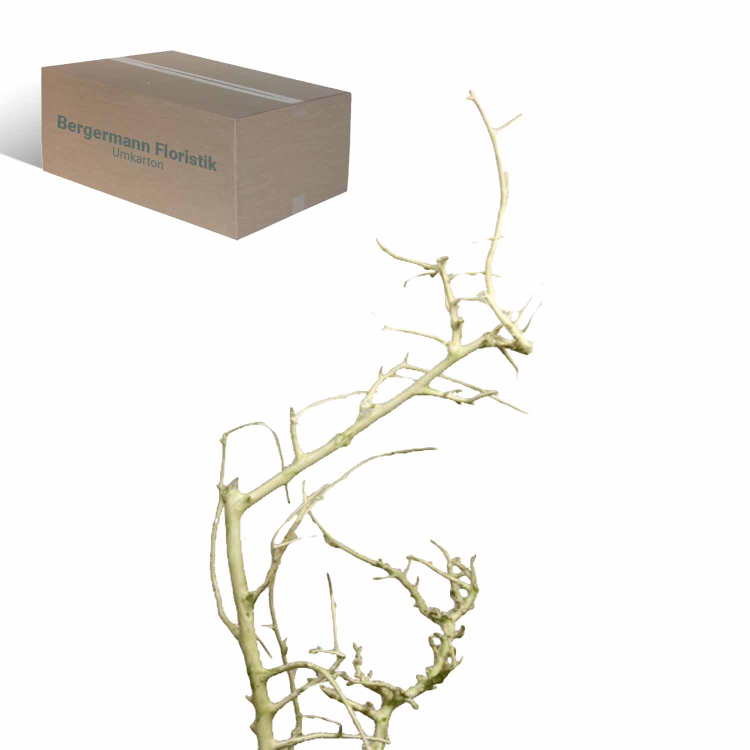 White Bush - gewachst - Grün Light