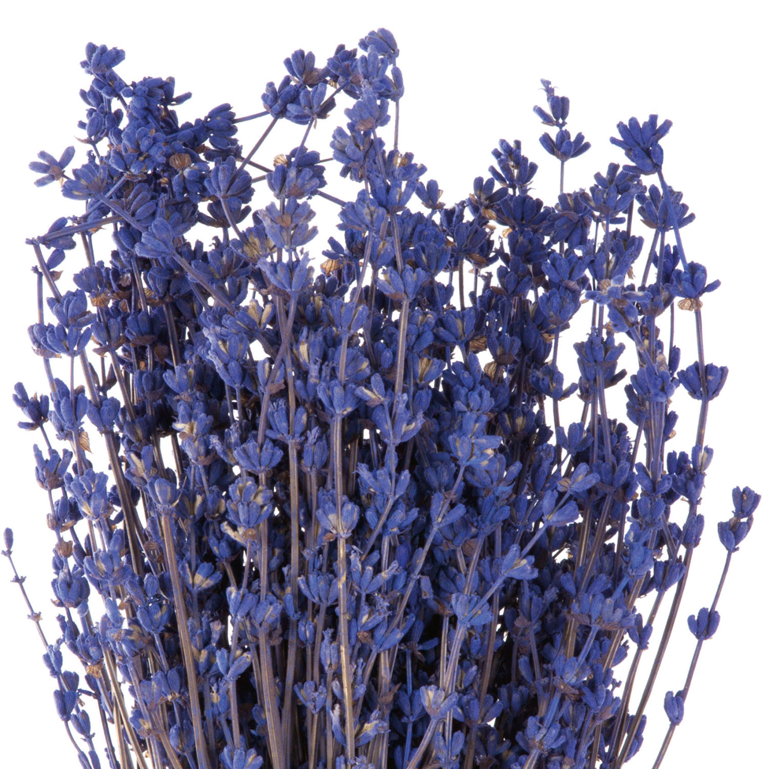 Lavendel