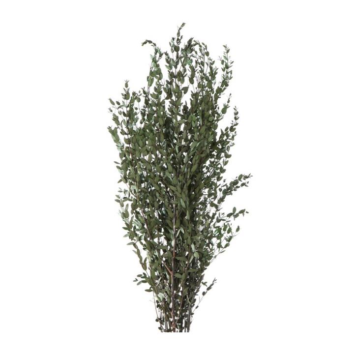 Parvifolia