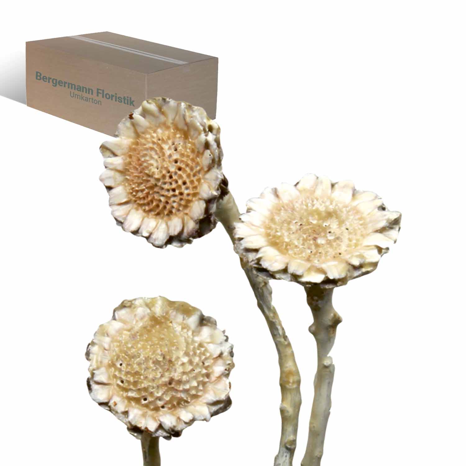 Compacta - Medium - gewachst - Creme Weiß  
