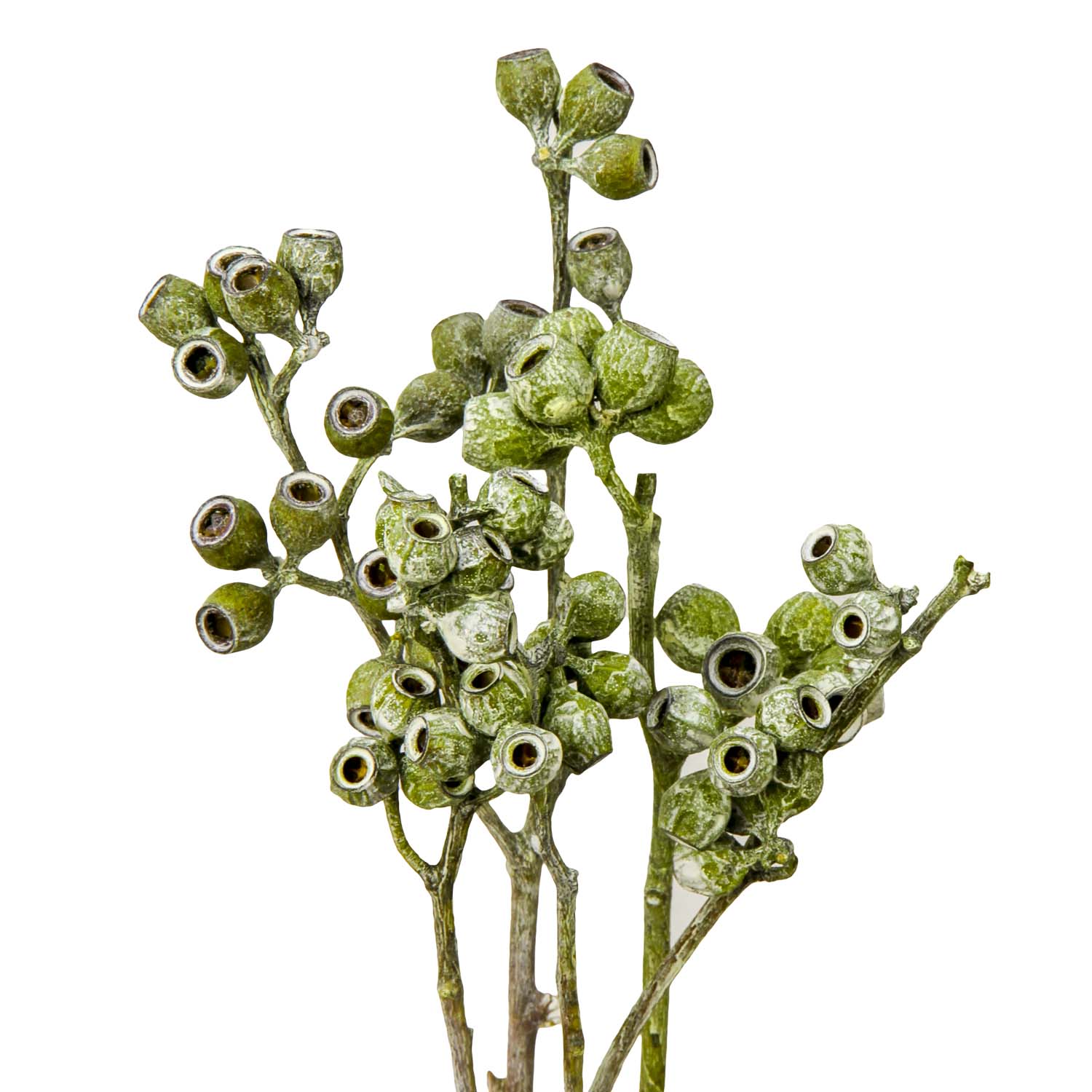 Eukalyptus Zweig mit Stiel in Frosted Green