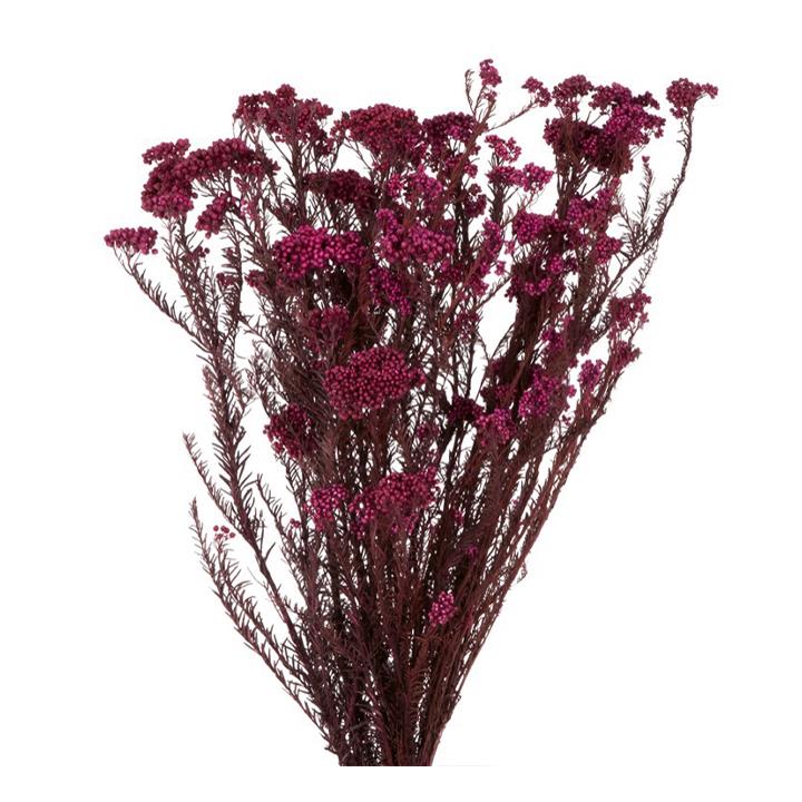 Rice Flower - Red 
