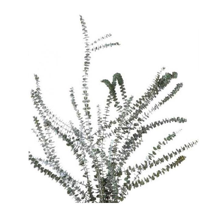 Eukalyptus Baby Blue