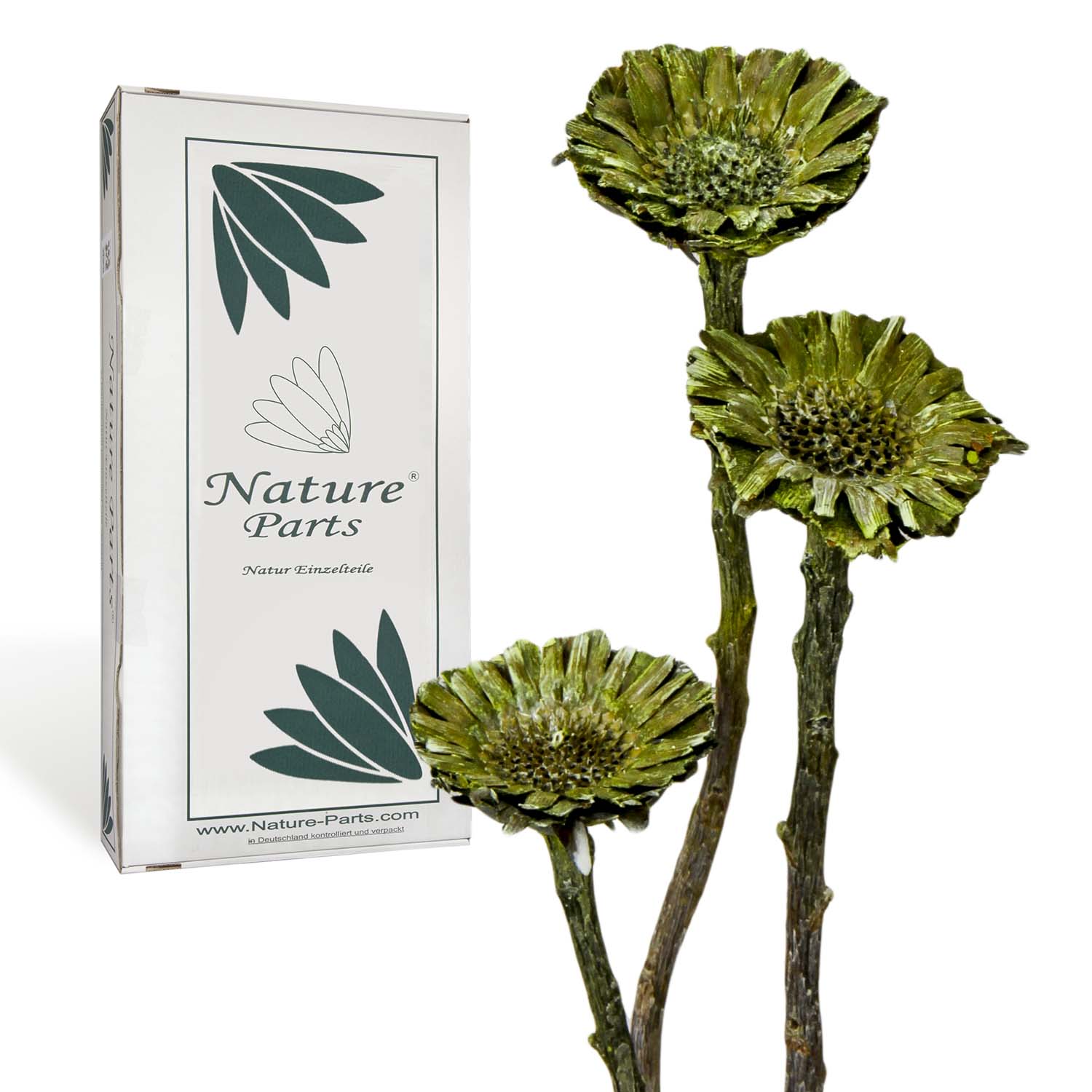 Compacta Rosette - Frosted Green (50 Stück)