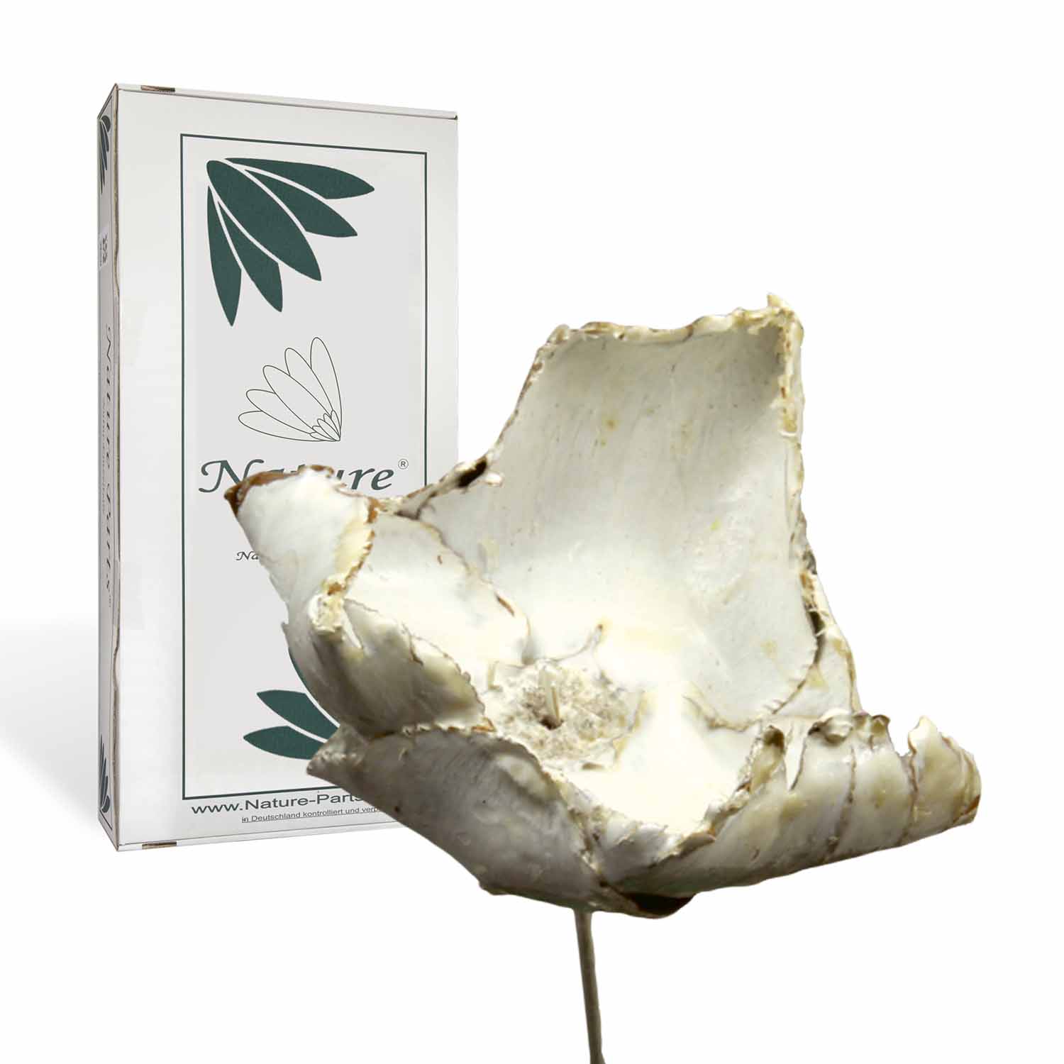 Palm Cup - gewachst - Creme Weiß  (40 Stück)