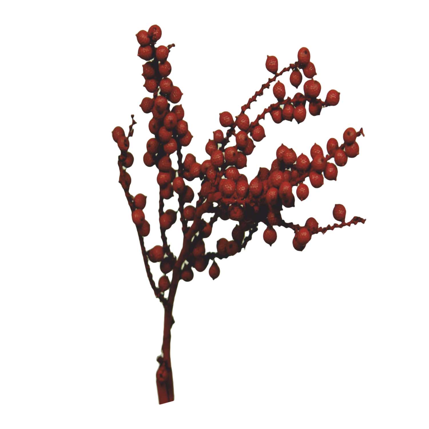 Canella Spezial Zweig - Rot