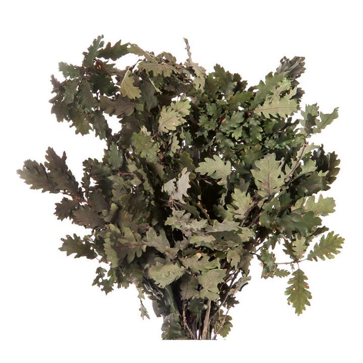Oak (Eiche)