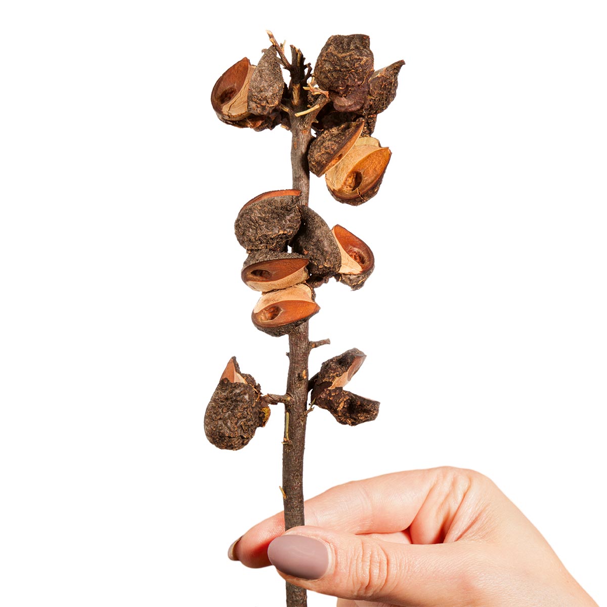 Hakea Zweig Large - Natur