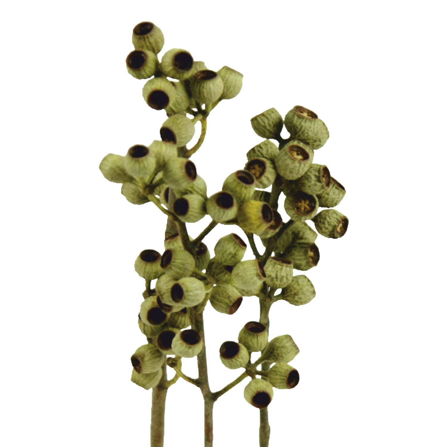 Eukalyptus Zweig mit Stiel Natur