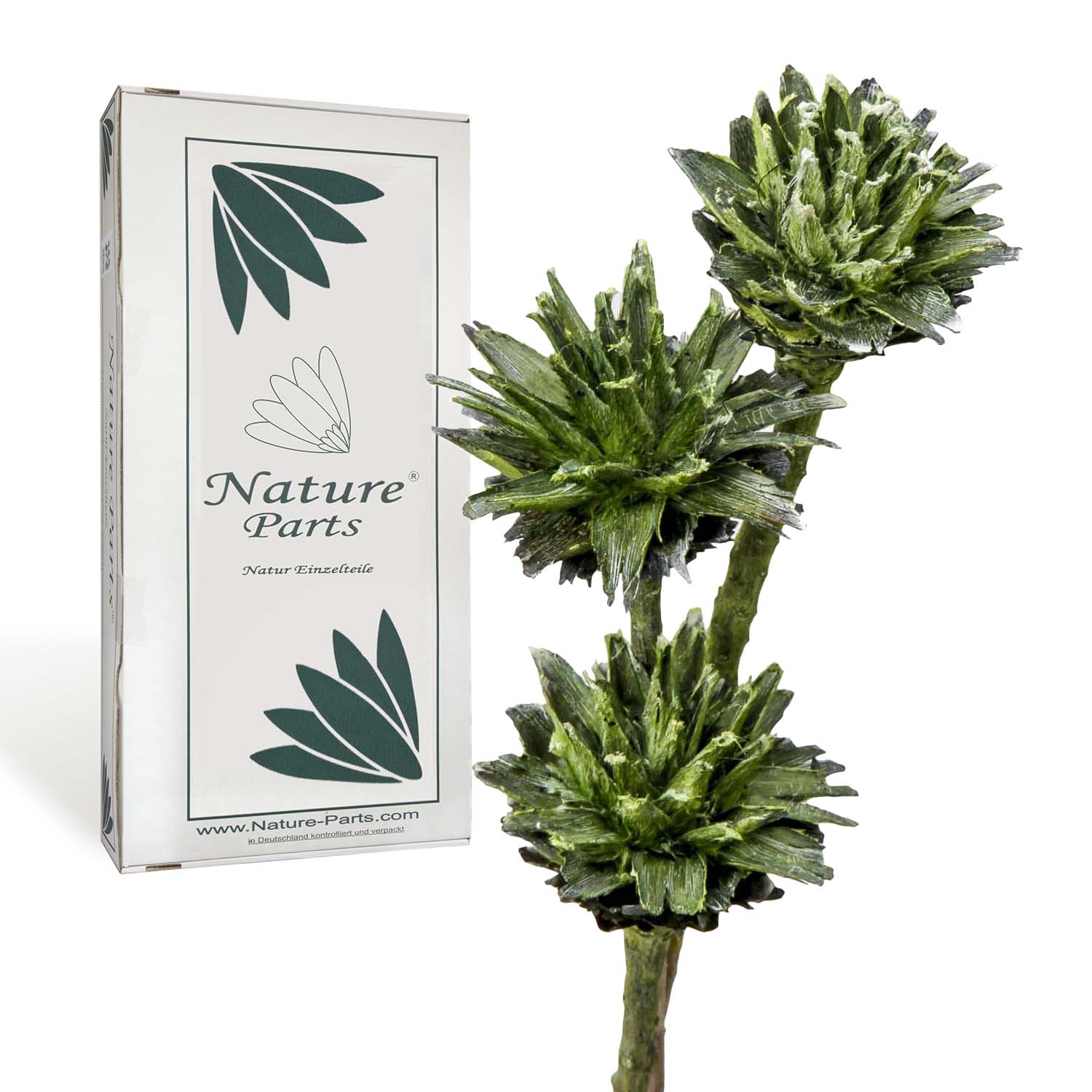 Leukospernum mit Stiel - Frosted Green (80 Stück)