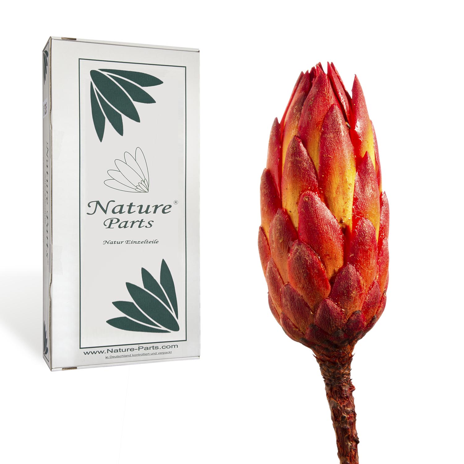 Protea Repens Klein - Rot 1. Wahl (50 Stück)