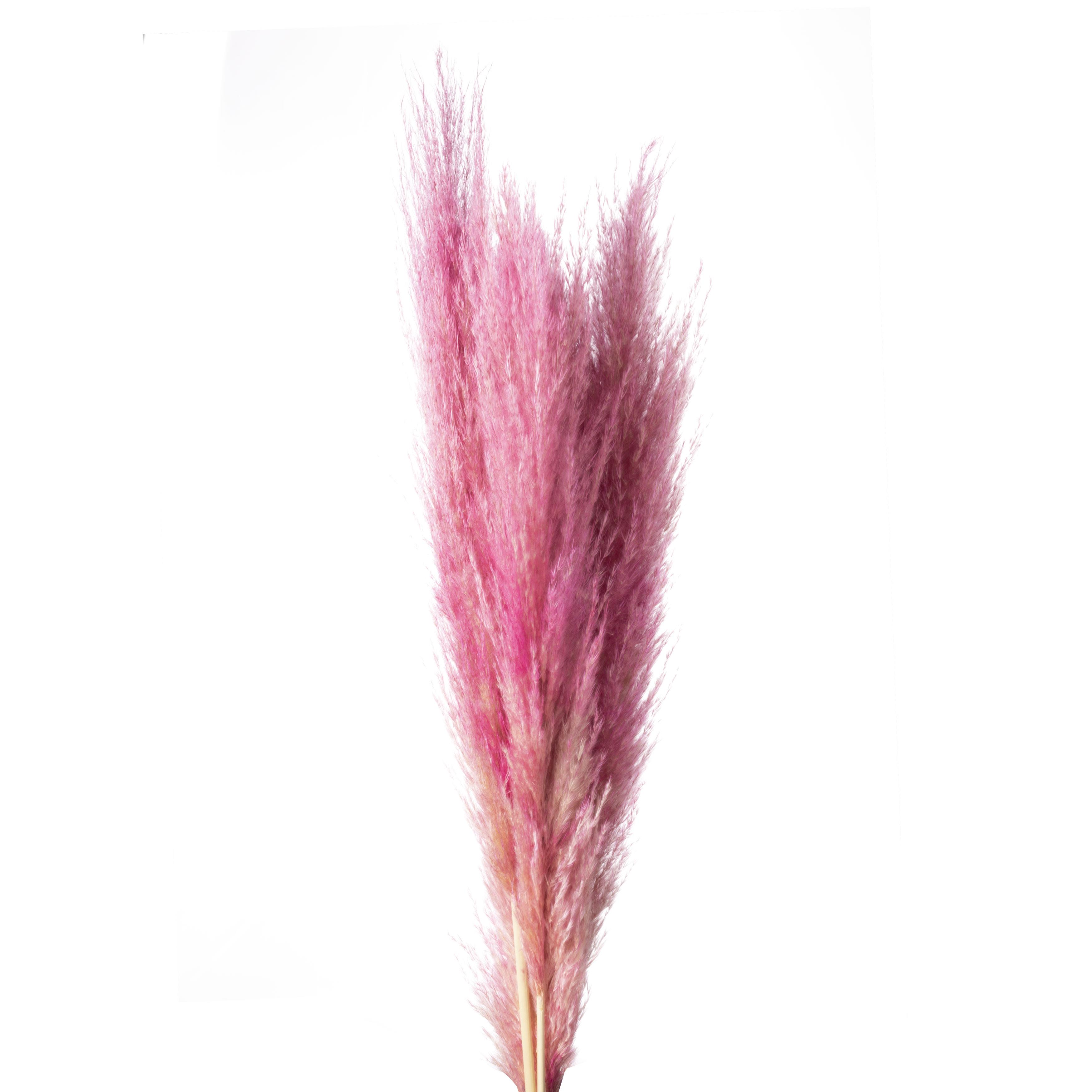 Pampasgras - Pink (10 Stück/Bund)