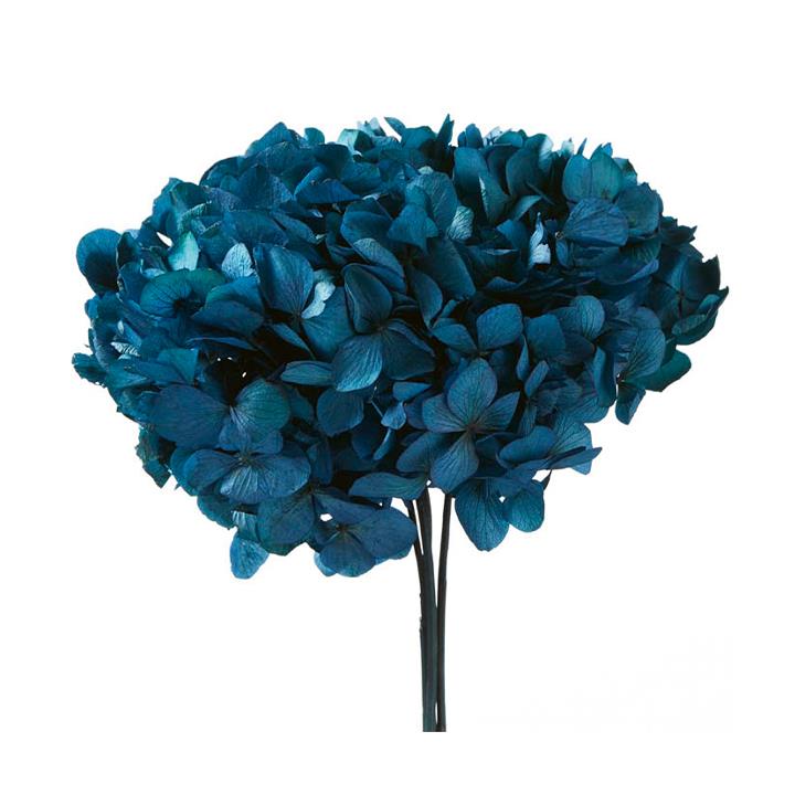 Hortensien Premium - Natural Blue