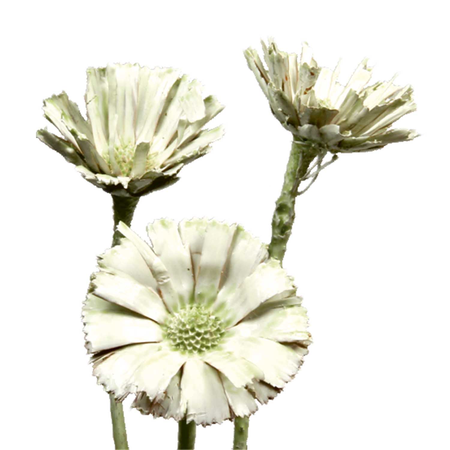 Protea geschnitten - gewachst - Grün Light