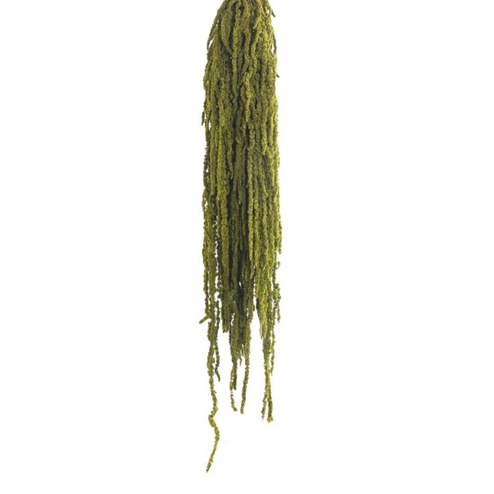 Amaranthus Fuchsschwanz - Almond Green
