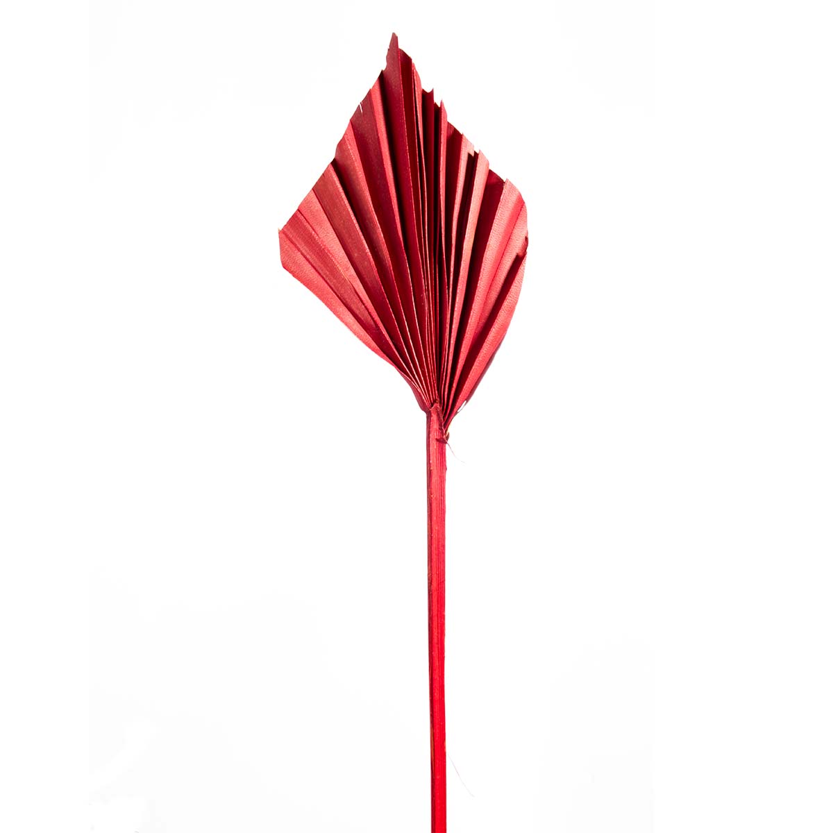 Palm Spear - Mini - Rot