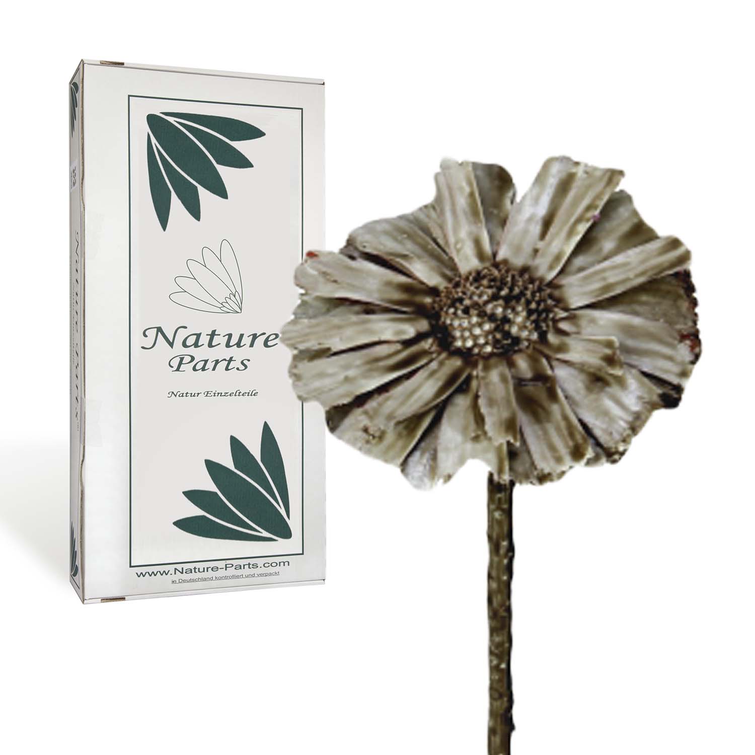 Protea - gewachst - Mocca Grey (40 Stück)