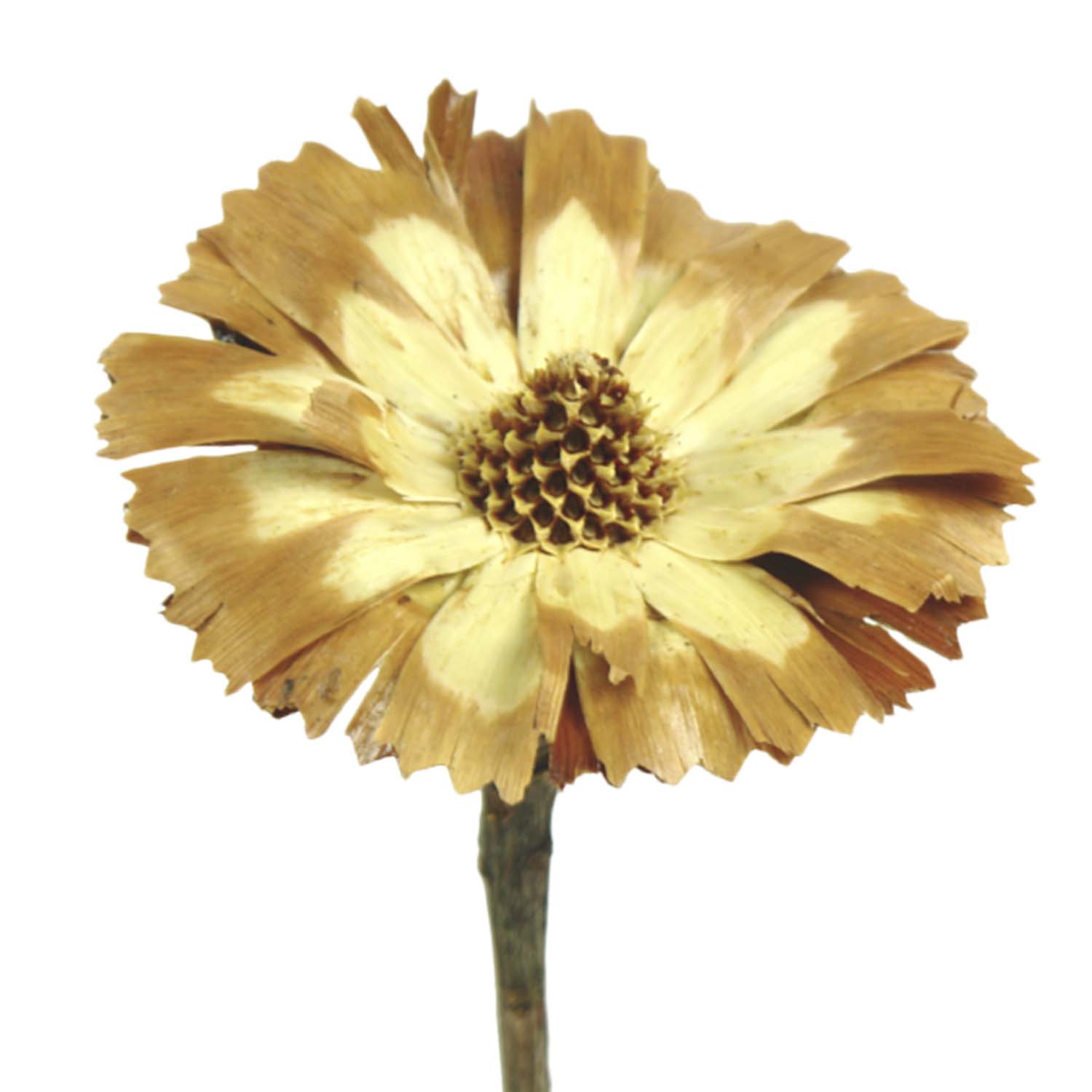 Protea geschnitten Medium - Sulphured