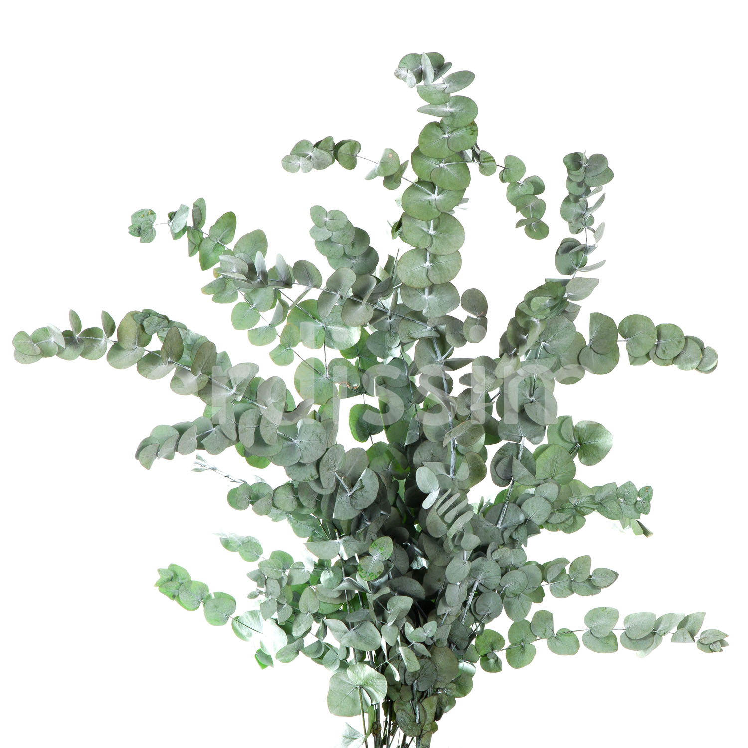 Eukalyptus Cinera