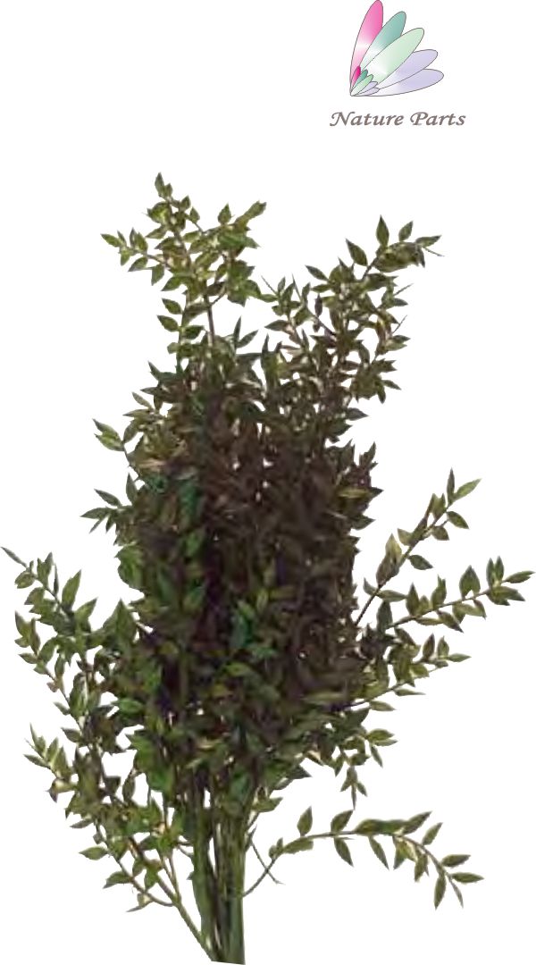 Ruskus Zweig - Grün (250g)